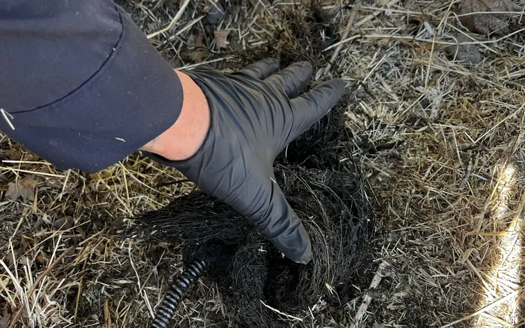 Root intrusion pulled from a sewer line